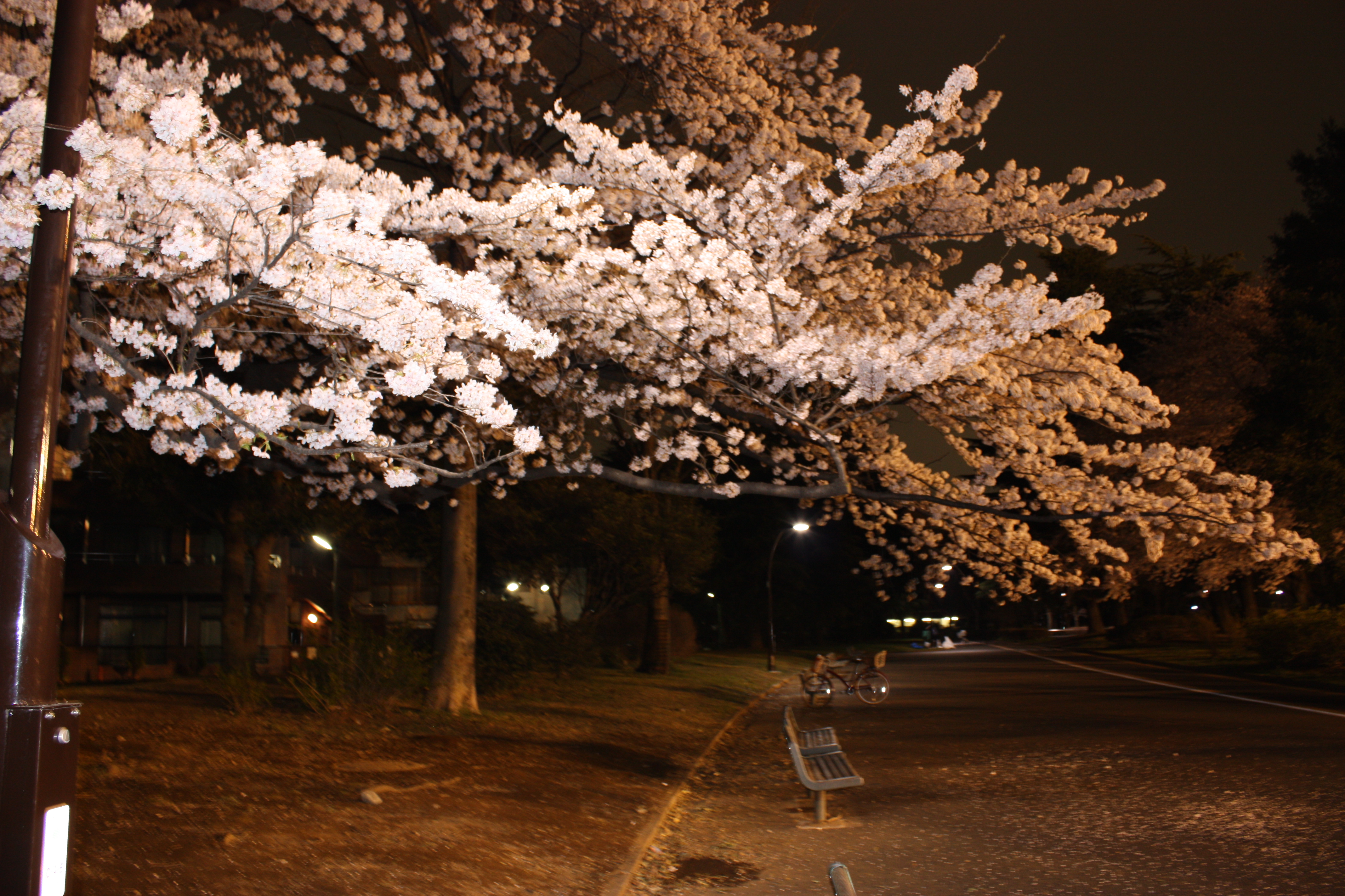 美見写真館 一眼レフ ｃａｎｏｎｘ２ 著作権フリー写真 季節はずれの夜桜in駒澤公園